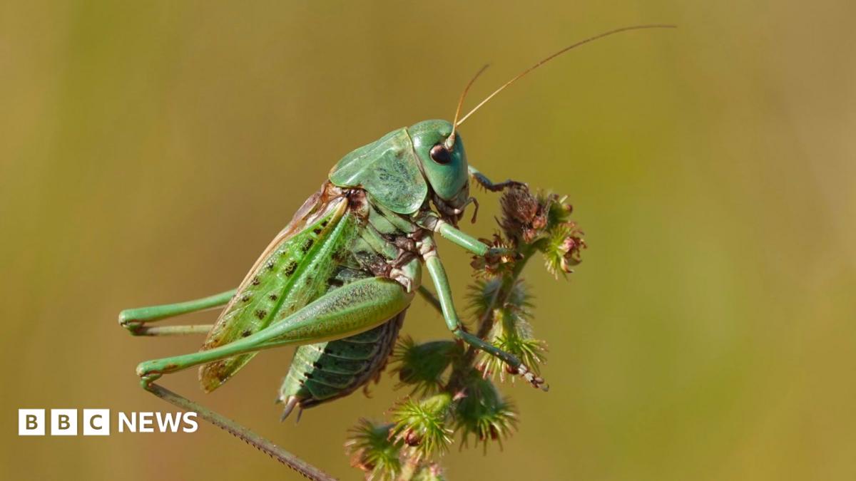 A green cricket clinging onto a stalk.