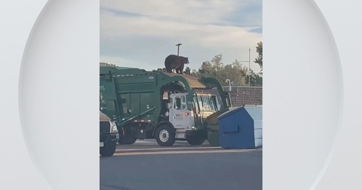 bear-trash-truck-video.png