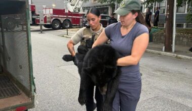 Emergency workers help tranquilized bear down from a tree in NH