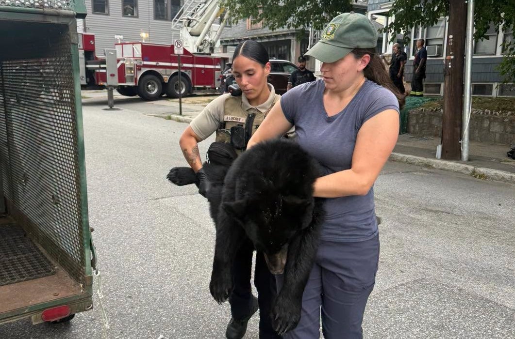 Emergency workers help tranquilized bear down from a tree in NH