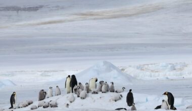 Adult and chick emperor penguins