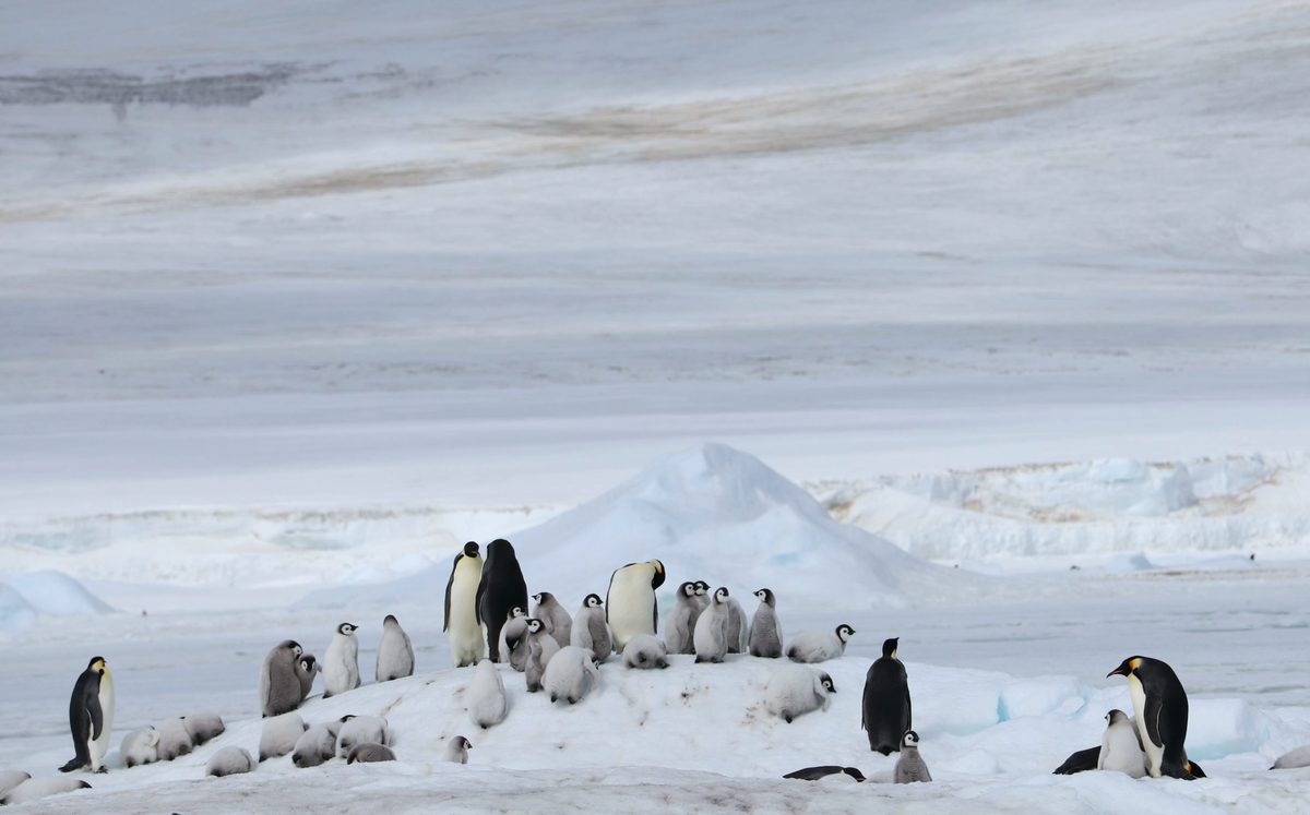 Adult and chick emperor penguins