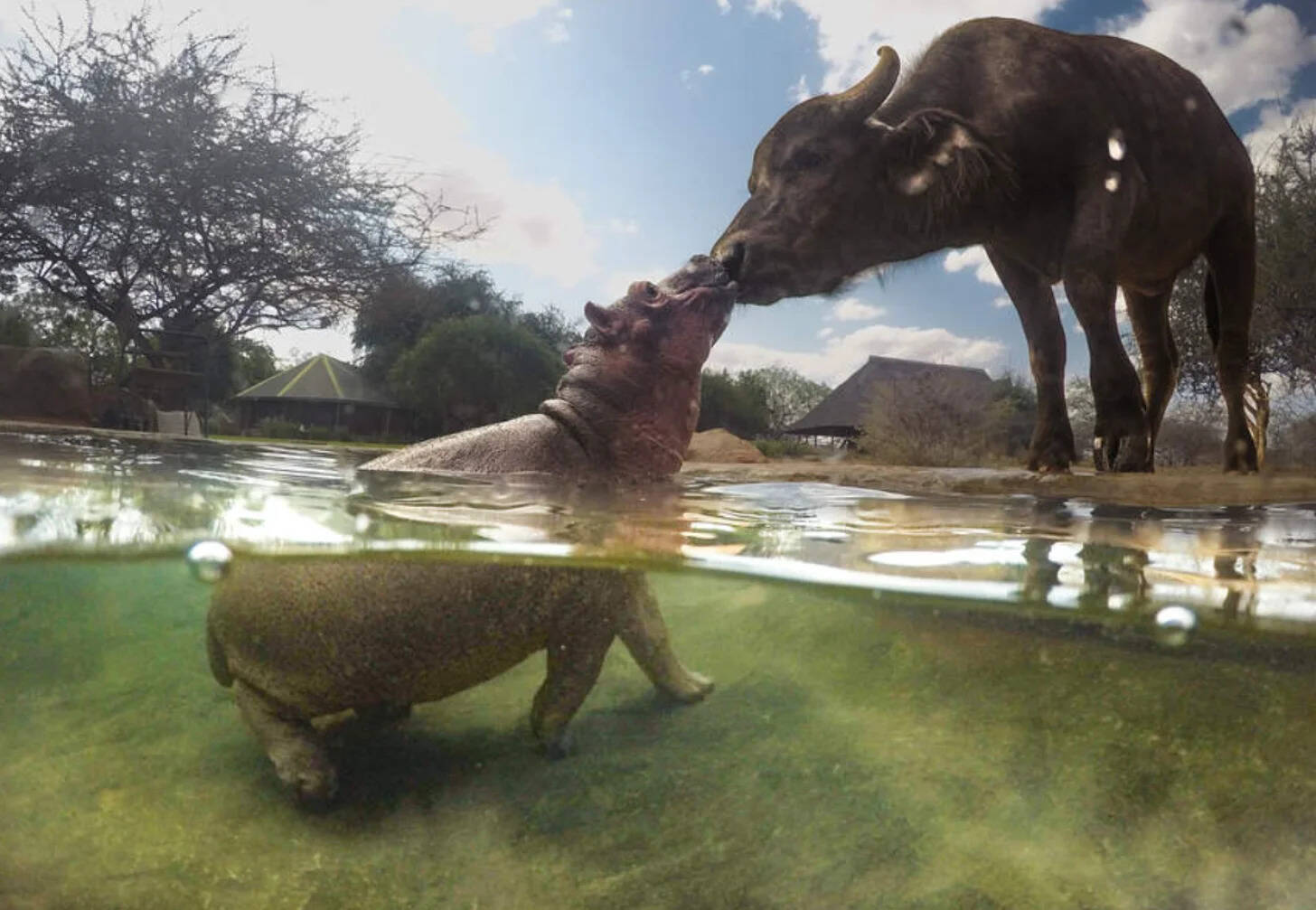 Bumpy spends his days swimming and playing at the Kaluku Unit sanctuary. (Photo: Sheldrick Wildlife Trust) Bumpy spends his days swimming and playing at the Kaluku Unit sanctuary.