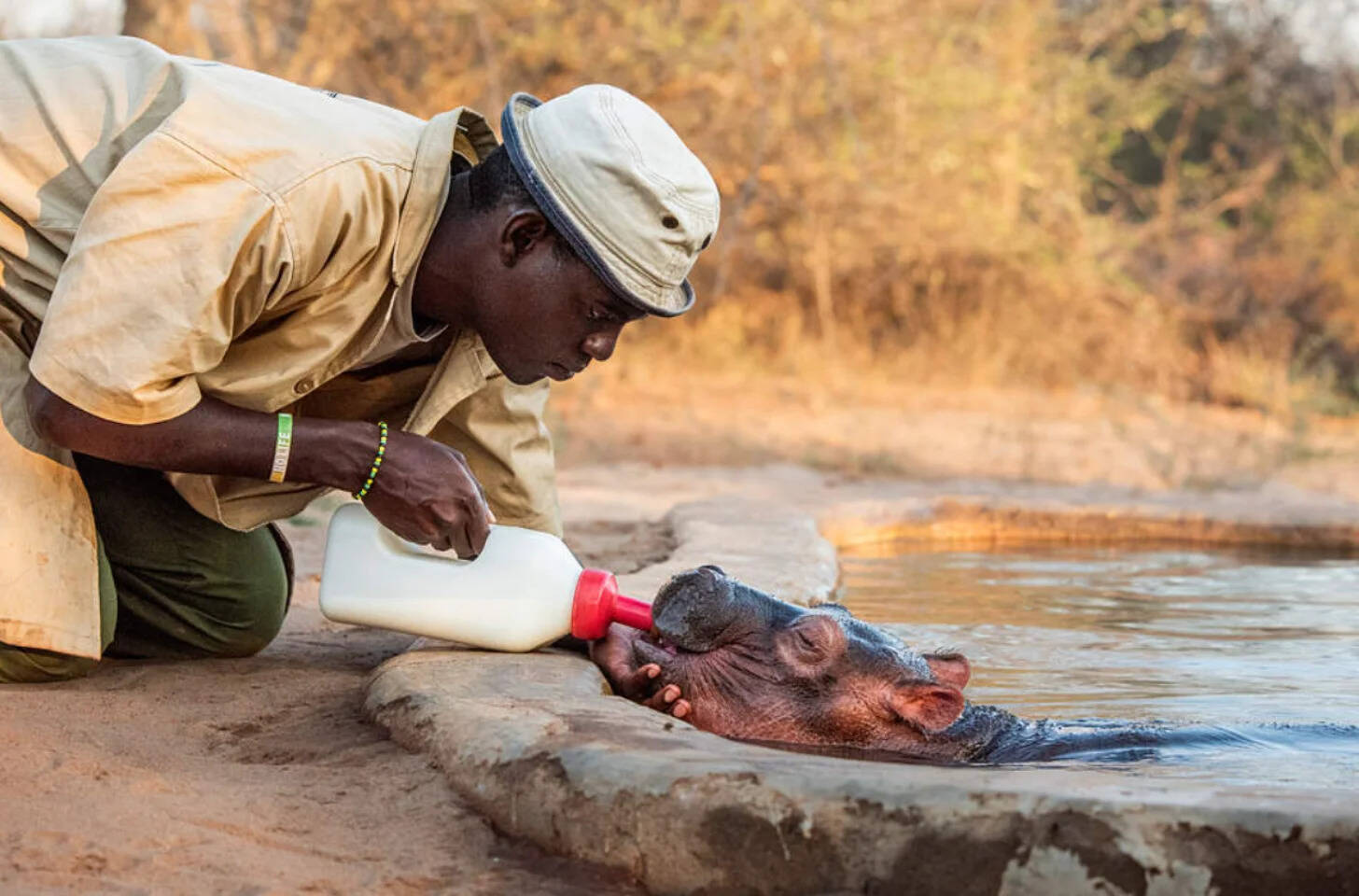 Bumpy was found beside his mother’s body after being orphaned in Kenya. (Photo: Sheldrick Wildlife Trust) Bumpy was found beside his mother’s body after being orphaned in Kenya.