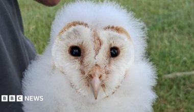 A barn owl chick, with white fluffy feathers. It is being held in a man's hand and is looking straight ahead through dark eyes.