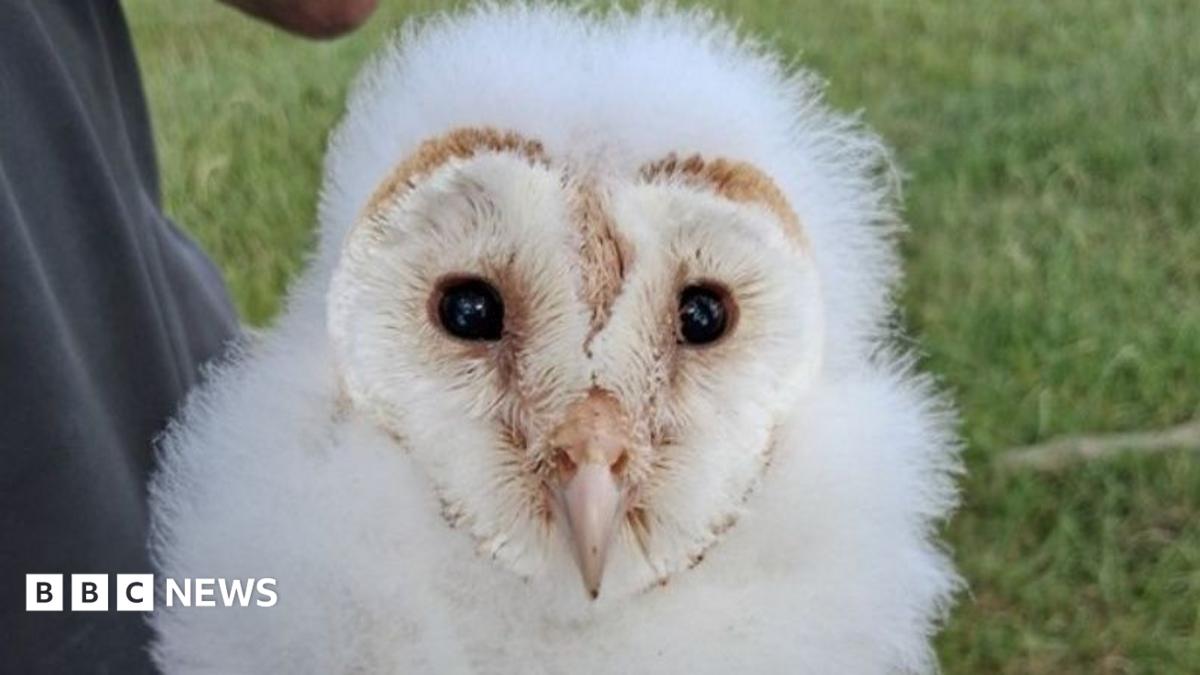 A barn owl chick, with white fluffy feathers. It is being held in a man's hand and is looking straight ahead through dark eyes.