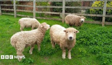 Close up of four sheep on a grassy field next to a wooden fence