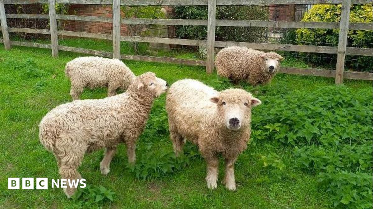 Close up of four sheep on a grassy field next to a wooden fence