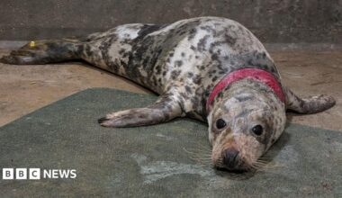 Doughnut looks up at the camera and is covered in brown mottled spots. She has black eyes and a wide injury around her neck that has exposed her flesh. She is laying on a concrete floor.
