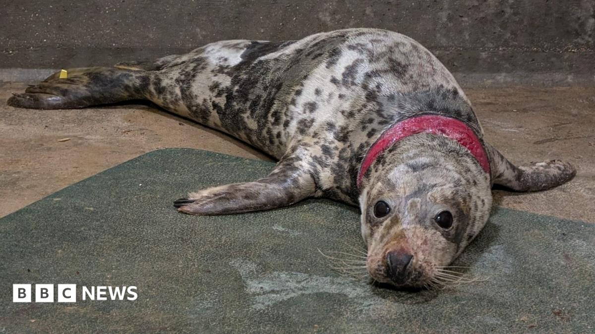 Doughnut looks up at the camera and is covered in brown mottled spots. She has black eyes and a wide injury around her neck that has exposed her flesh. She is laying on a concrete floor.