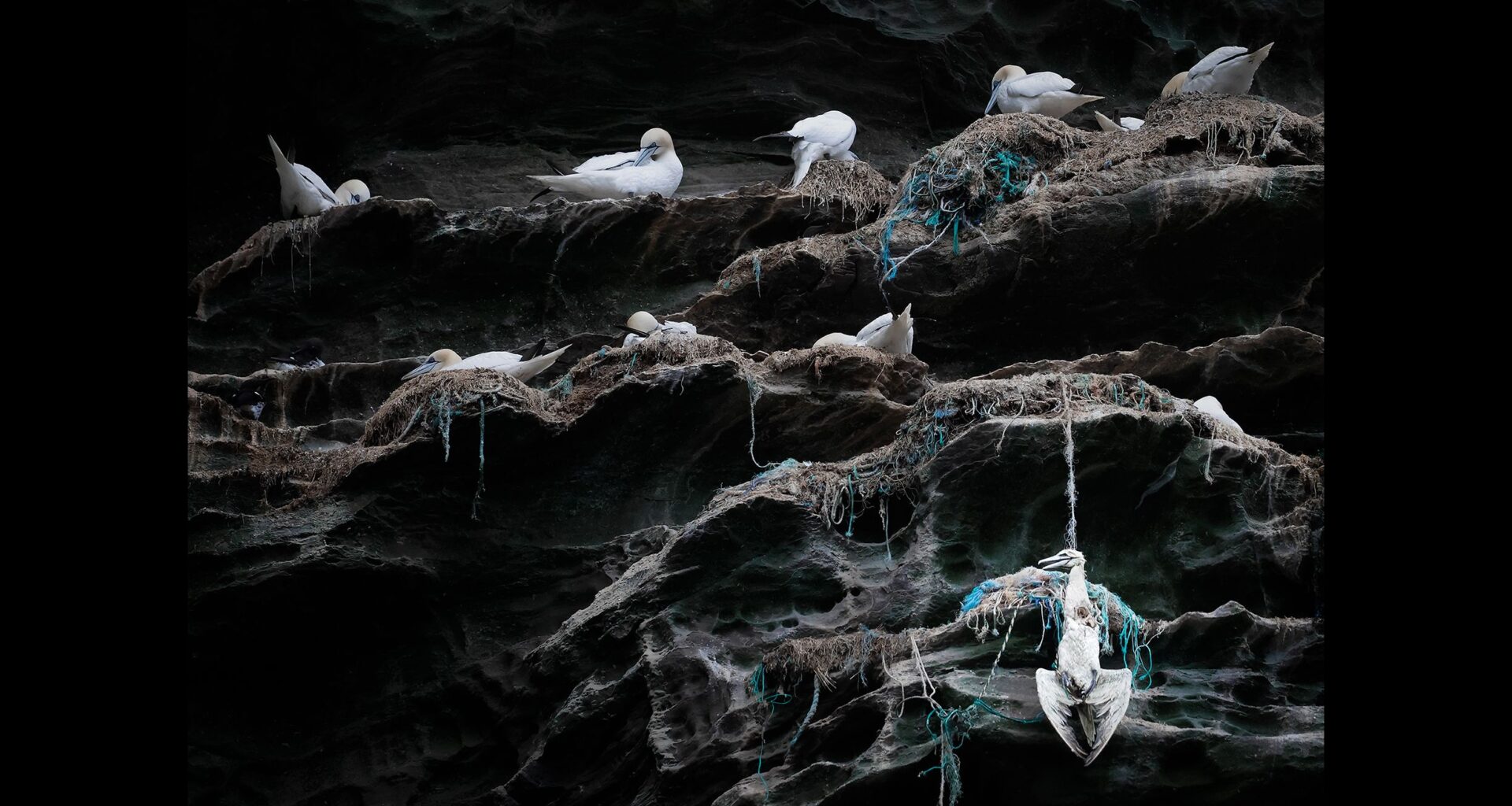 "I've never seen anything like it": photographer captures haunting contrast between life and death as Northern Gannet hangs from fishing line beneath nesting cliffs – the image now wins prestigious conservation award