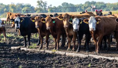 Ranchers are ready to feed America. Washington keeps getting in the way
