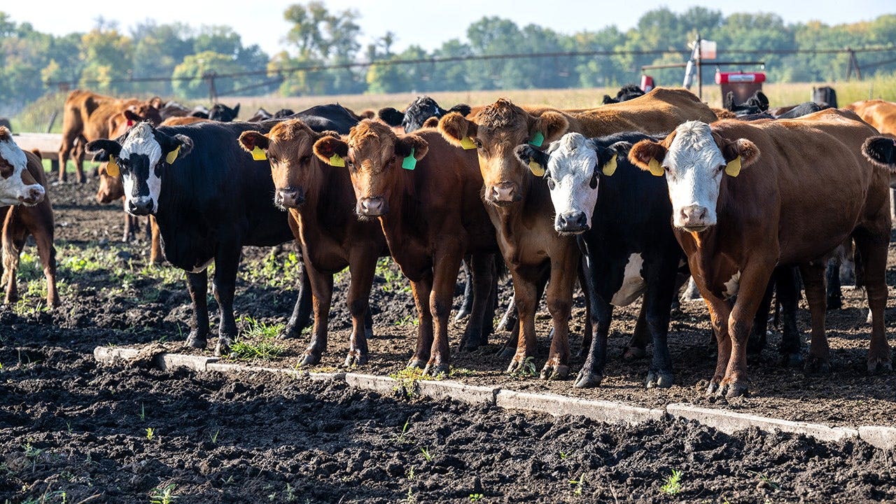 Ranchers are ready to feed America. Washington keeps getting in the way