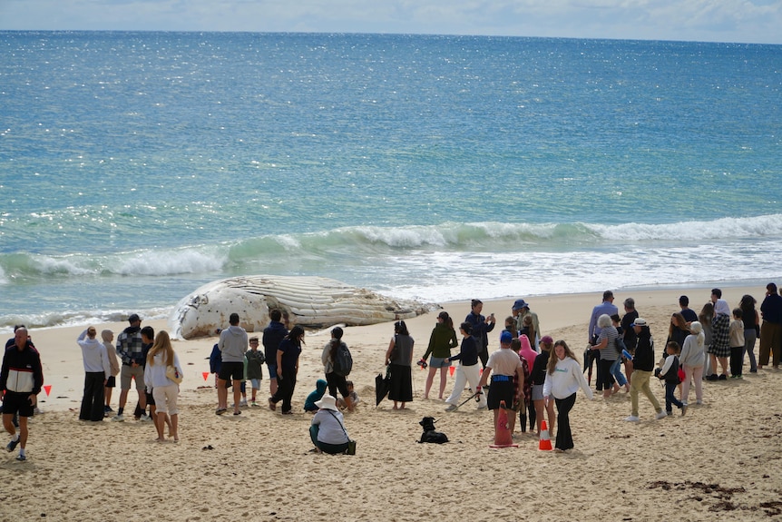 A crowd of people, and some dogs, stand on a beach looking at a decaying whale carcass