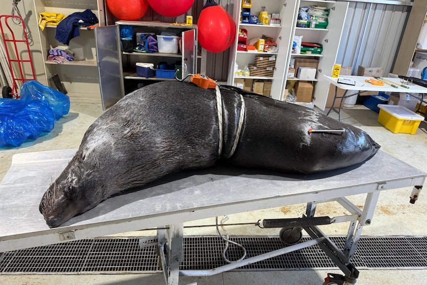 A black seal lies on a medical stretcher, restrained by ropes.