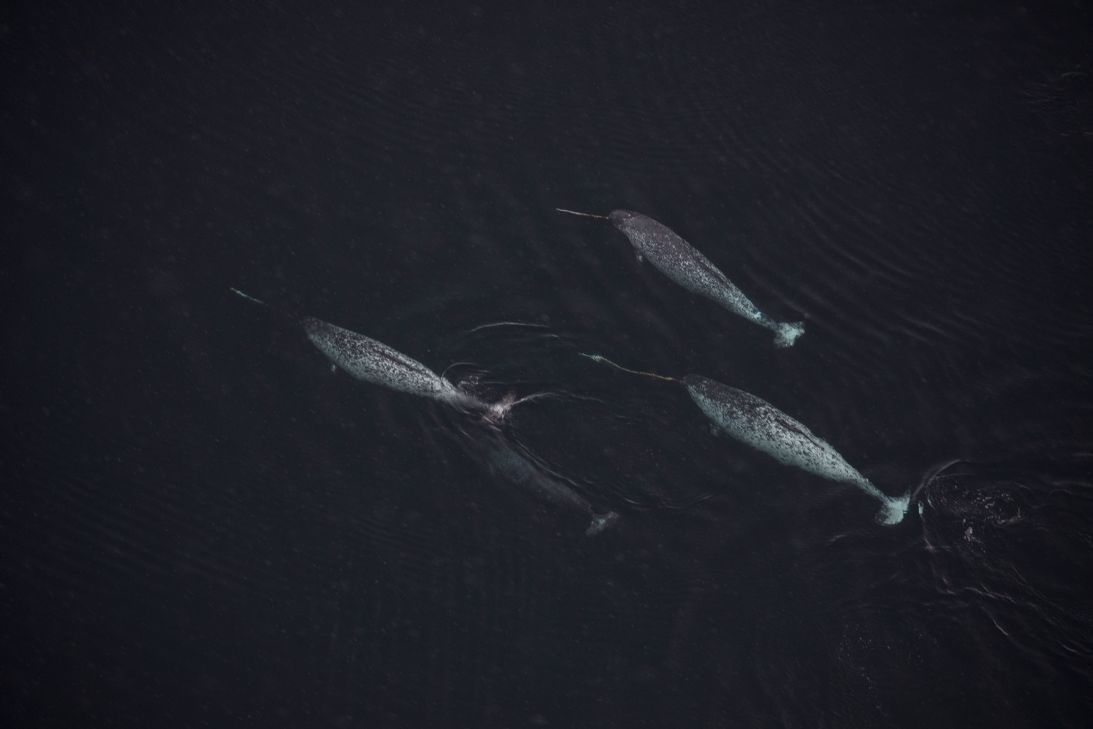 Narwhals are able to swim deep into Greenland's extensive fjord system.