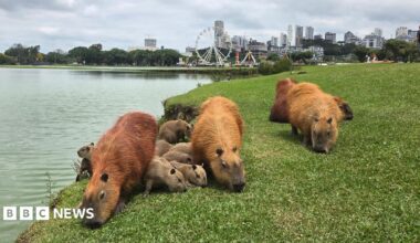 Sharon Walia sitting on some grass with a camera around her neck and capybaras in the background