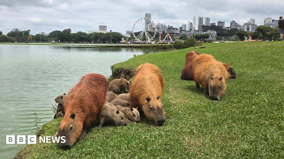Sharon Walia sitting on some grass with a camera around her neck and capybaras in the background