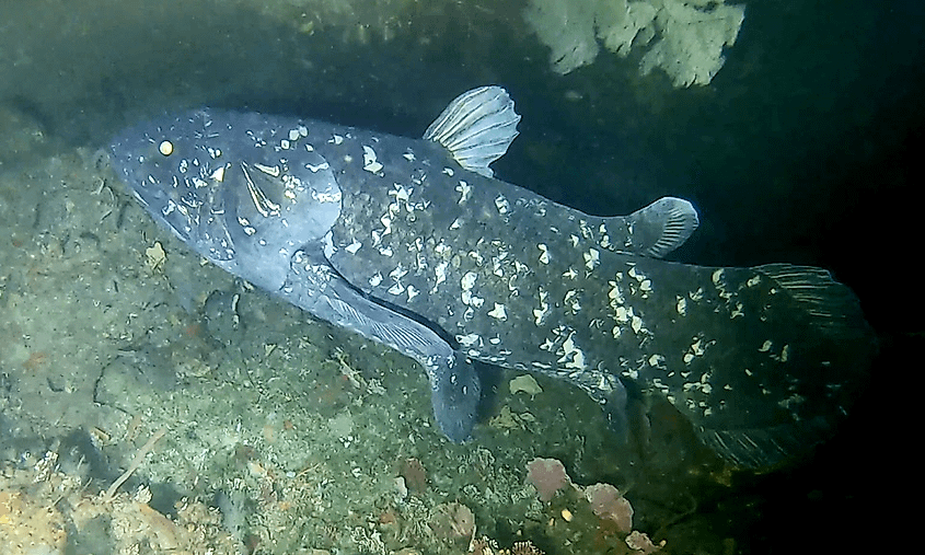 Coelacanth 69 m off Pumula on the KwaZulu-Natal South Coast, South Africa, on 22 November 2019 