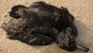 Dead seabird found with almost 900 pieces of plastic waste in its body | News World
