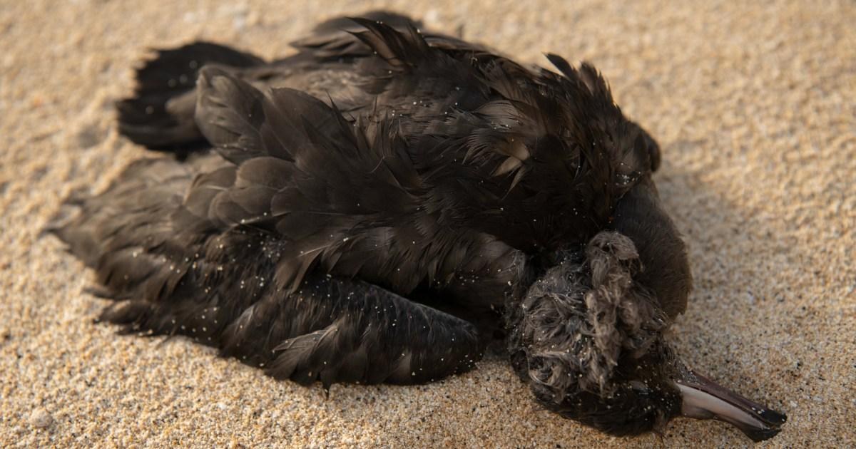 Dead seabird found with almost 900 pieces of plastic waste in its body | News World