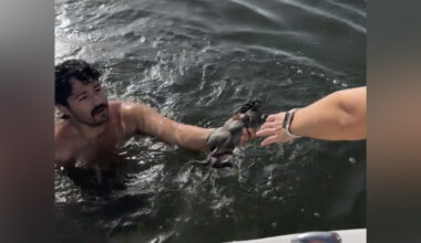 Friends Think They See An Otter In The Water — Then They Notice His Ears