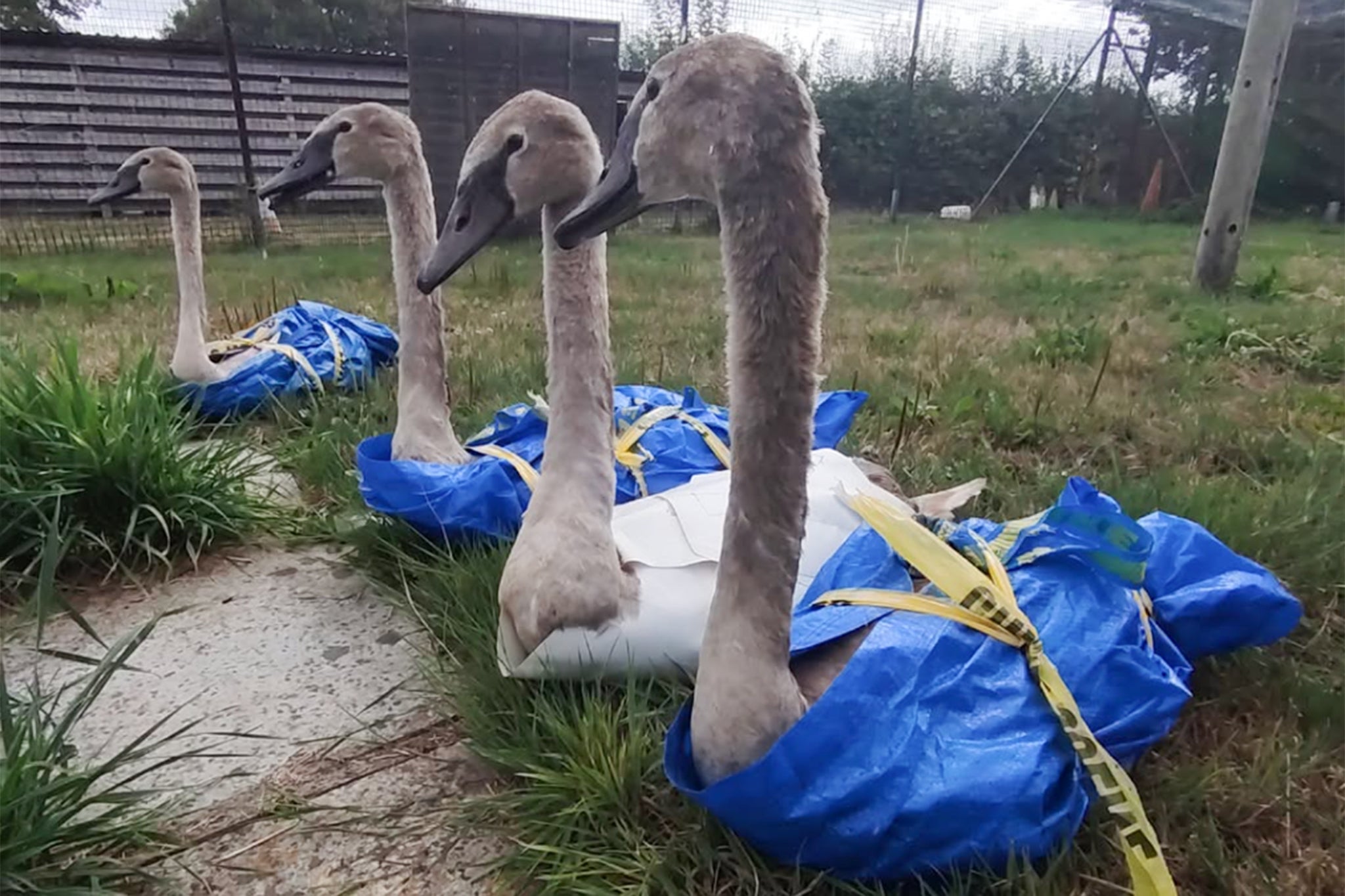 Eight baby swans were found on a road in Somerset