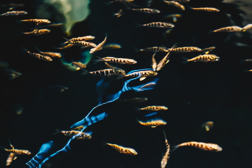 Close-up of juvenile fish swimming in dark environment.