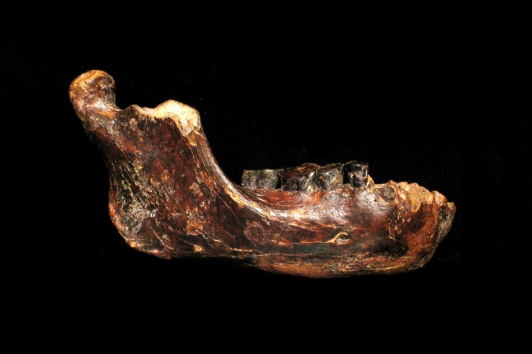 Close-up photograph of a fossilized lower jawbone against a black background