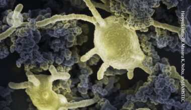 These bizarre, much-coveted microbes are revealing the origins of complex life