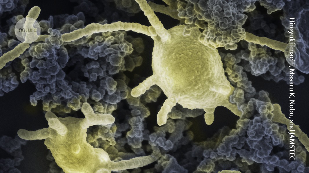 These bizarre, much-coveted microbes are revealing the origins of complex life