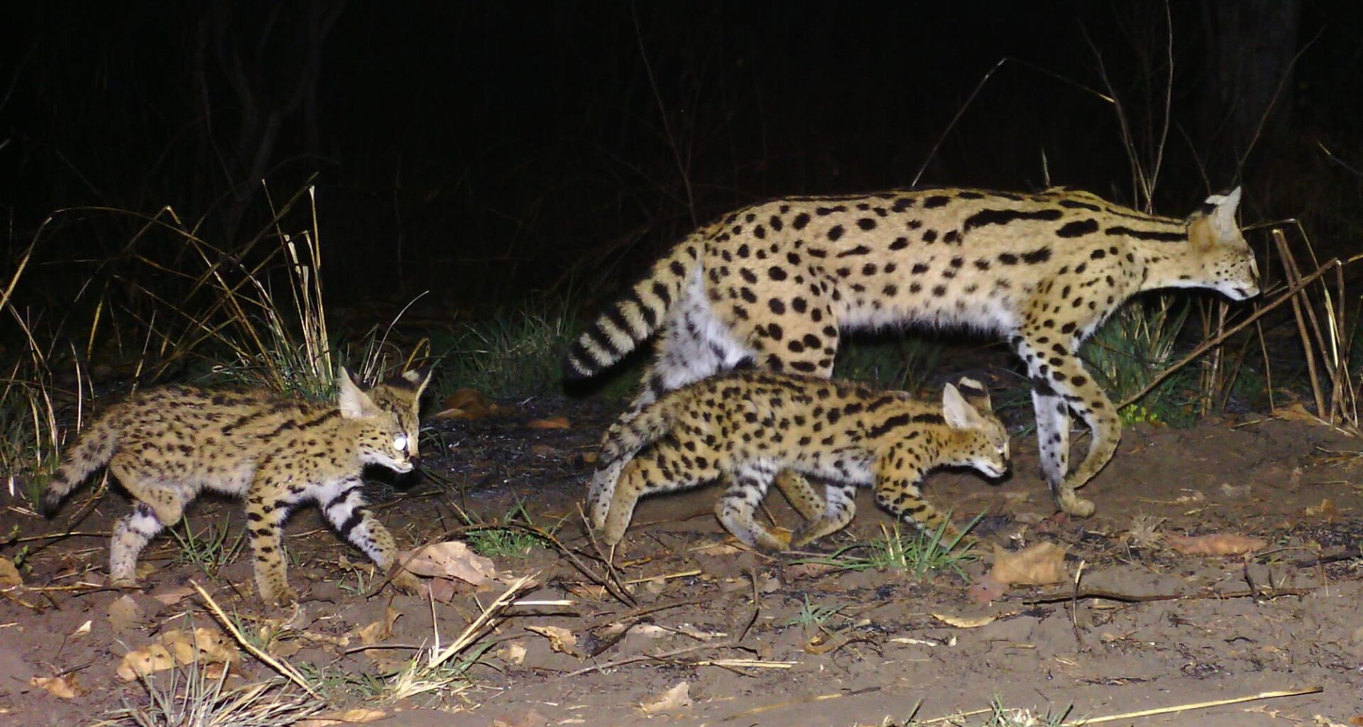 Over 300 custom-made camera traps spread across an area the size of Cape Verde make important wildlife discoveries