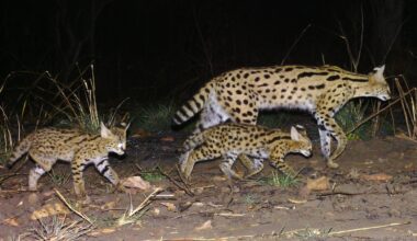 Over 300 custom-made camera traps spread across an area the size of Cape Verde make important wildlife discoveries
