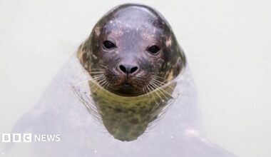 A seal sat in water. It's head is above the water. It is staring directly at the camera.