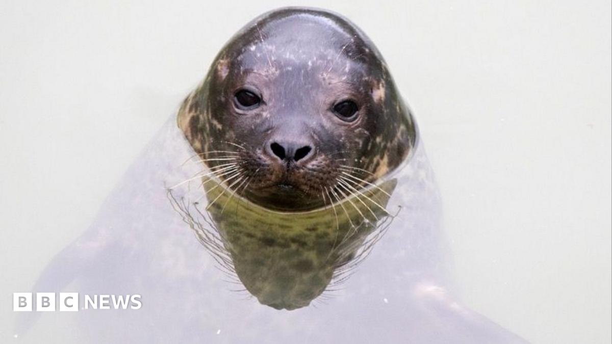 A seal sat in water. It's head is above the water. It is staring directly at the camera.