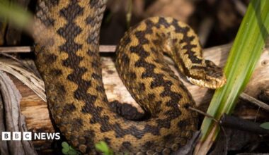 A general view of an adder on a log.
