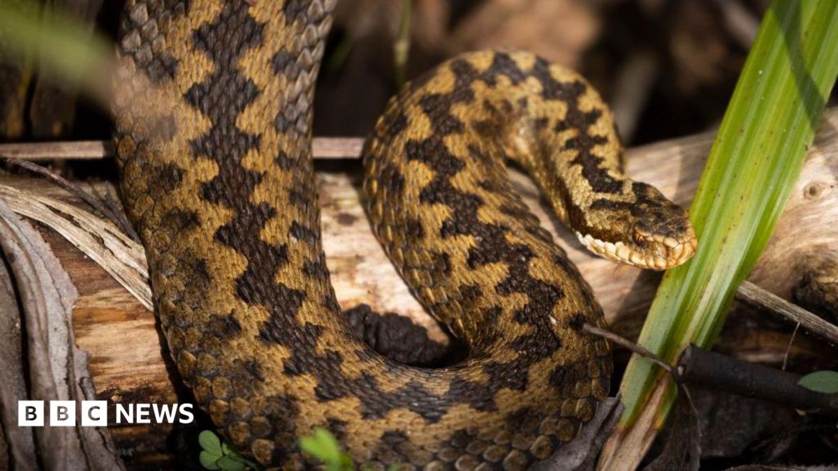 A general view of an adder on a log.