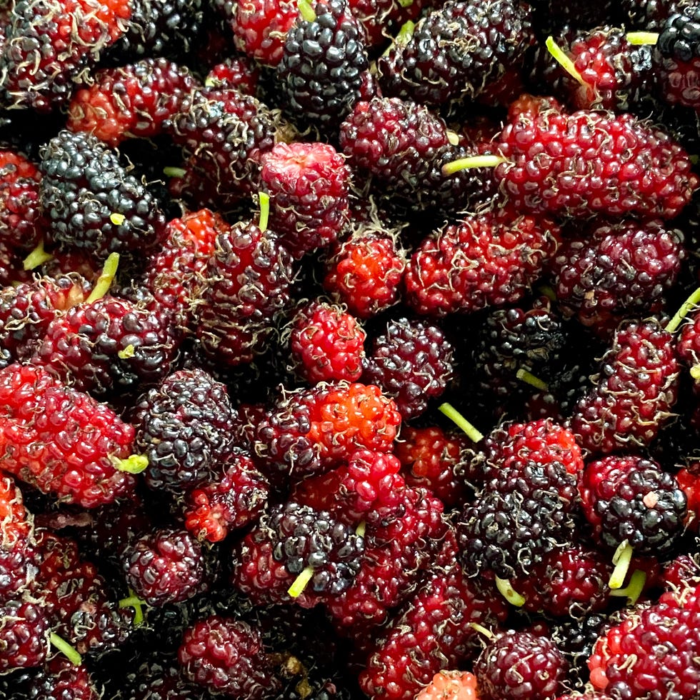 Fresh and organic mulberry fruits fresh and organic mulberry fruits