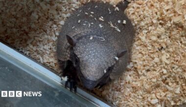 An armadillo on a bed of sawdust, looking up at the camera.