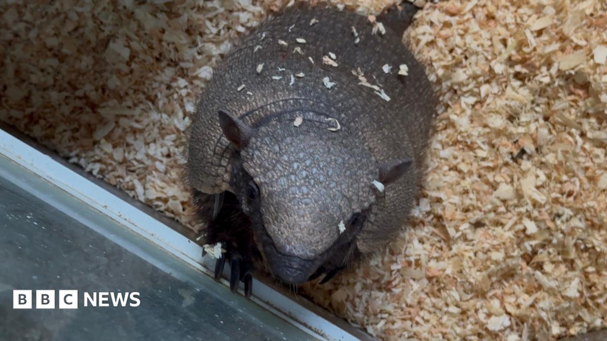 An armadillo on a bed of sawdust, looking up at the camera.