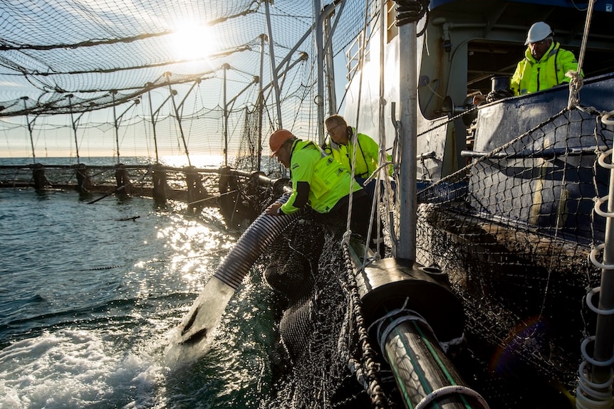 Atlantic salmon being pumped into industrial fish pen by workers.