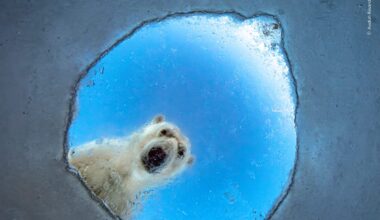 Icy Window by Audun Rikardsen