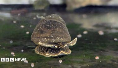 A glutinous snail in a tank in Dudley Zoo.  The small, brown mollusc, flecked with spots of gold slithers across a surface covered in green algae.