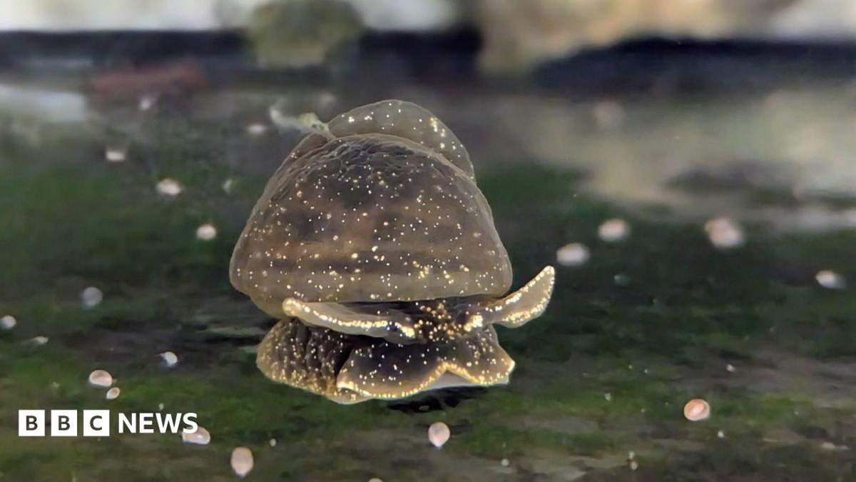 A glutinous snail in a tank in Dudley Zoo.  The small, brown mollusc, flecked with spots of gold slithers across a surface covered in green algae.