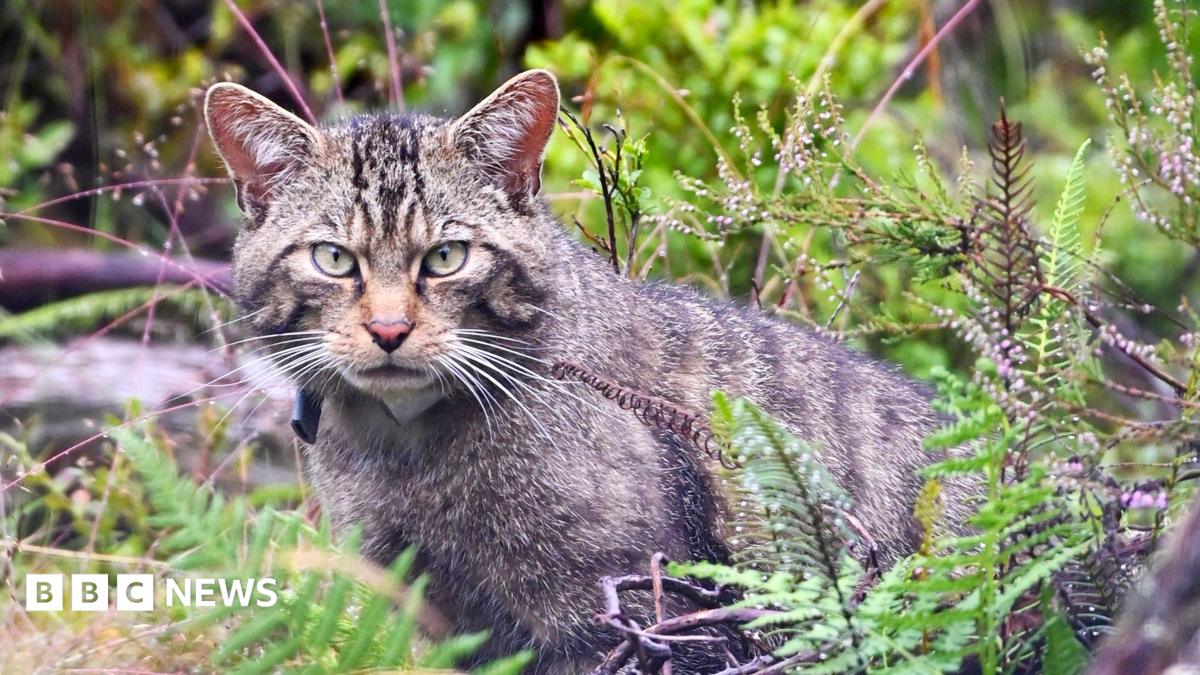 A stunning wildcat stares straight into the camera, almost camouflaged in a woodland setting of greenery. It has an intense stare, with pale green eyes, a pinky orange nose and white whiskers