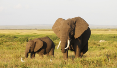 Like humans, elephants can prepare medicinal mixtures for their calves