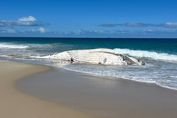 A whale carcass has washed up on the shores of City Beach.