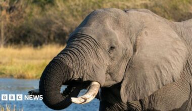 A close-up of an elephant with tusks
