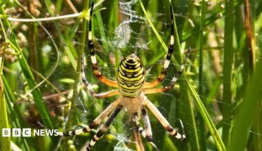 A brightly coloured spider, which has a wasp-like pattern of black and yellow stripes, is on a web weaved among pieces of grass.