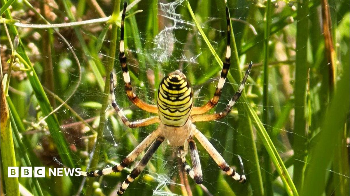 A brightly coloured spider, which has a wasp-like pattern of black and yellow stripes, is on a web weaved among pieces of grass.